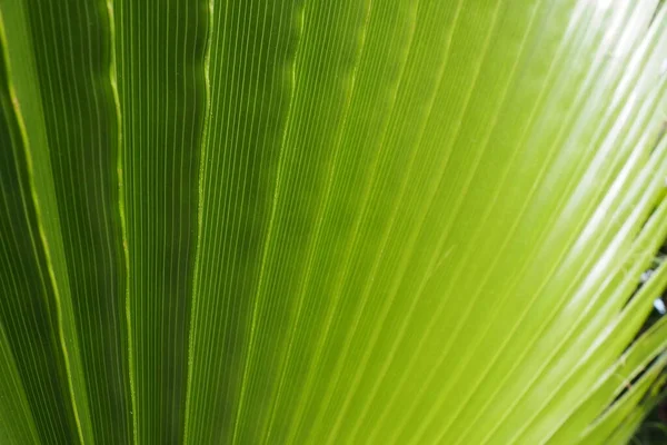 Фактура Пальмового Листя Тіні Світлом Пальмове Листя Яскраво Зелених Жовтих — стокове фото