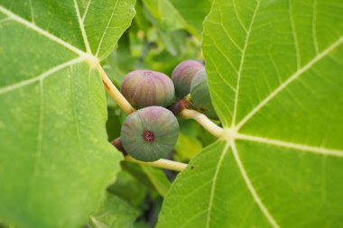 Fig, or fig tree, or common fig tree Ficus carica is a subtropical deciduous plant of the genus Ficus of the Mulberry family. Figs on a branch. Garden plants. Ripe green red fig in a garden or farm.