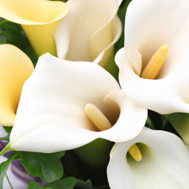 Yeşil yapraklı güzel beyaz kalçalar. Kalla zambağı kokulu ürün için tebrik kartı ya da etiket. Zantedeschia, calla. Pistil-cob.