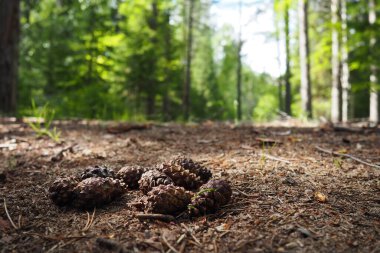 Çam kozalakları ya da ladin kozalakları kurumuş yaprakların ve çam iğnelerinin üzerinde yatar. Yakın plan. Kozalaklı bir ormandaki orman yolu. Arka planda yeşil ağaçlar. Ekoloji ve orman koruma teması.