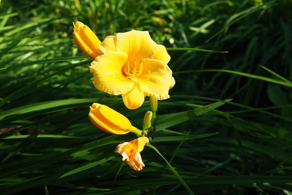 Daylily Beautiful Lemon Yellow Beautifully Flowering Perennial Herbaceous Plant Long — 图库照片
