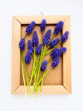 Blue spring flowers on a white background. Muscari armeniacum. Bright postcard, congratulations. Copy space still life flat lay. Armenian grape hyacinth. Photo frame made of cardboard and wood.