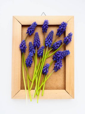 Blue spring flowers on a white background. Muscari armeniacum. Bright postcard, congratulations. Copy space still life flat lay. Armenian grape hyacinth. Photo frame made of cardboard and wood.