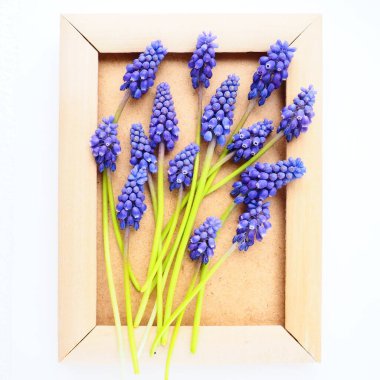 Blue spring flowers on a white background. Muscari armeniacum. Bright postcard, congratulations. Copy space still life flat lay. Armenian grape hyacinth. Photo frame made of cardboard and wood.