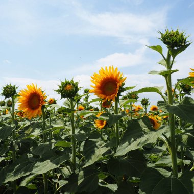 Helianthus ayçiçeği, Asteraceae familyasından bir bitki cinsidir. Yıllık ayçiçeği ve veremli ayçiçeği. Tarım alanı. Sarı yapraklı çiçek tomurcuğu. Kürklü yapraklar. Sırbistan tarımı.