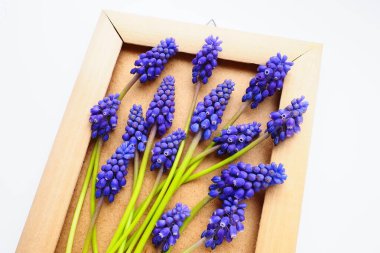 Blue spring flowers on a white background. Muscari armeniacum. Bright postcard, congratulations. Copy space still life flat lay. Armenian grape hyacinth. Photo frame made of cardboard and wood.