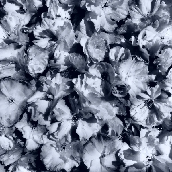 Квіти Вишневий Фон Сакури Квіткова Стіна Свята Листівка Пелюстки Тичинки — стокове фото