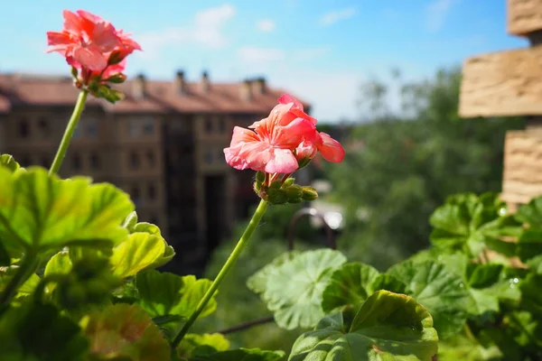 Rosafarbene Zonen Geranien Auf Der Fensterbank Pelargonium Peltatum Ist Eine — Stockfoto