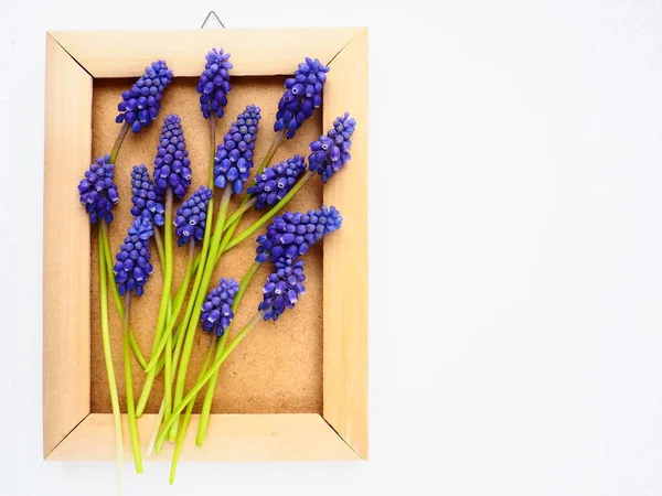 Blue spring flowers on a white background. Muscari armeniacum. Bright postcard, congratulations. Copy space still life flat lay. Armenian grape hyacinth. Photo frame made of cardboard and wood.