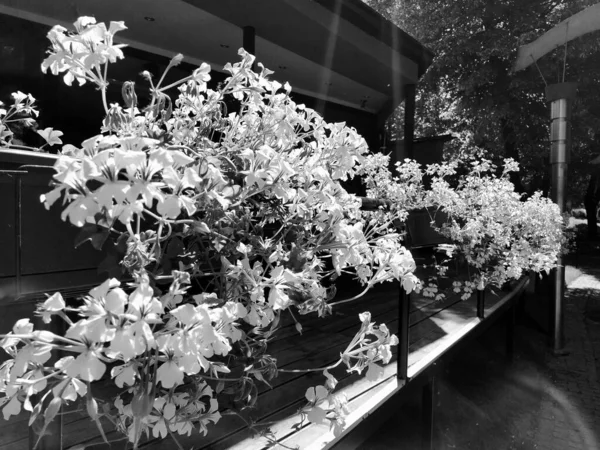 Pelargonien Pflanzen Aus Der Familie Der Geraniumaceae Weißer Efeu Blumenkasten — Stockfoto
