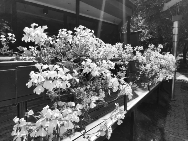 Pelargonium Geraniumaceae Familyasından Bitkiler Beyaz Sarmaşık Sardunyası Çiçek Kutusu Balkonların — Stok fotoğraf