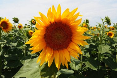 Helianthus ayçiçeği, Asteraceae familyasından bir bitki cinsidir. Yıllık ayçiçeği ve veremli ayçiçeği. Tarım alanı. Sarı yapraklı çiçek tomurcuğu. Kürklü yapraklar. Sırbistan tarımı