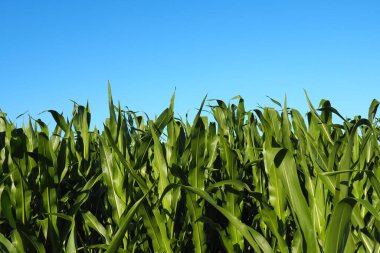 Mısır uzun yıllık bir otçul bitkidir. Tahıl mahsulü. Yazın akşamları altın bir saatte tarlada mısır yetiştirmek. Sırbistan. Açlık ve yemek sorunu. Tarım. Mısır tarlası ve mavi gökyüzü