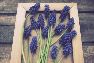 Ahşap çerçevede mavi bahar çiçekleri. Ahşap bir arka planda Muscari Ermeniacum. Parlak kartpostal, tebrikler. Kopyalama uzayı hala düz yaşam alanı. Retro vintage tarzı. Ermeni üzüm sümbülü