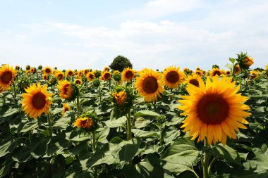 Helianthus ayçiçeği, Asteraceae familyasından bir bitki cinsidir. Yıllık ayçiçeği ve veremli ayçiçeği. Tarım alanı. Sarı yapraklı çiçek tomurcuğu. Kürklü yapraklar. Sırbistan tarımı.