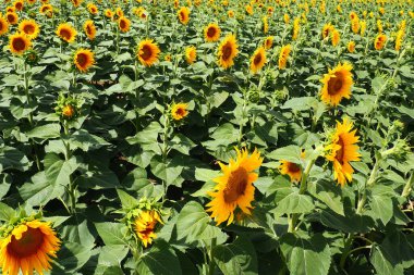 Helianthus ayçiçeği, Asteraceae familyasından bir bitki cinsidir. Yıllık ayçiçeği ve veremli ayçiçeği. Tarım alanı. Sarı yapraklı çiçek tomurcuğu. Kürklü yapraklar. Sırbistan tarımı.