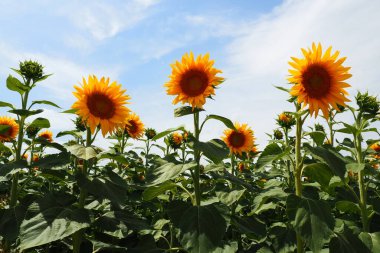 Helianthus ayçiçeği, Asteraceae familyasından bir bitki cinsidir. Yıllık ayçiçeği ve veremli ayçiçeği. Tarım alanı. Sarı yapraklı çiçek tomurcuğu. Kürklü yapraklar. Sırbistan tarımı.