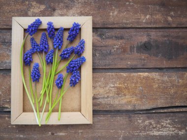 Ahşap çerçevede mavi bahar çiçekleri. Ahşap bir arka planda Muscari Ermeniacum. Parlak kartpostal, tebrikler. Kopyalama uzayı hala düz yaşam alanı. Esmer eski ahşap. Ermeni üzüm sümbülü