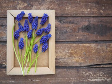 Blue spring flowers on a wooden photo frame. Muscari armeniacum on a wooden background. Bright postcard, congratulations. Copy space still life flat lay. Dark shabby old wood. Armenian grape hyacinth