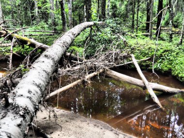 Taiga biome dominated by coniferous forests. Picea spruce, coniferous evergreen trees in the Pine family Pinaceae. Russia, Karelia. Forest river Orzega. Stone natural rapids, rusty ferruginous water