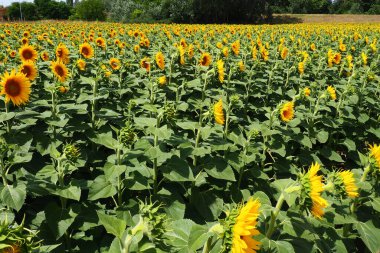 Tarım ayçiçeği tarlası. Helianthus ayçiçeği, Asteraceae familyasından bir bitki cinsidir. Yıllık ayçiçeği ve veremli ayçiçeği. Sarı yapraklı çiçek tomurcuğu. Kürklü yapraklar. Sırbistan