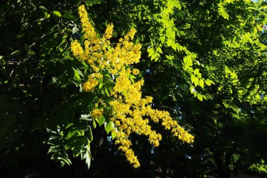 Koelreuteria paniculata is a species of flowering plant in the family Sapindaceae. A tree blooming with yellow flowers. Goldenrain tree, pride of India, China tree and the varnish tree