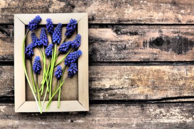 Blue spring flowers on a wooden photo frame. Muscari armeniacum on a wooden background. Bright postcard, congratulations. Copy space still life flat lay. Dark shabby old wood. Armenian grape hyacinth