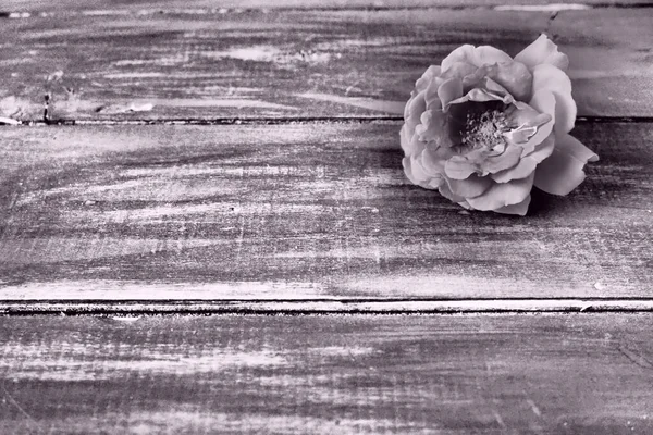 Jedna Róża Rogu Drewniane Tło Przyjmij Moje Kondolencje Żałoba Lub — Zdjęcie stockowe