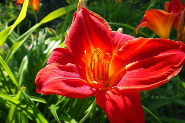 Hemerocallis hybrid Anzac is a genus of plants of the Lilaynikov family Asphodelaceae. Beautiful red lily flowers with six petals. Long thin green leaves. Flowering and crop production as a hobby.