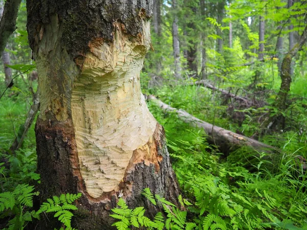 Tree Gnawed Beaver Damaged Bark Wood Work Beaver Construction Dam — Fotografia de Stock