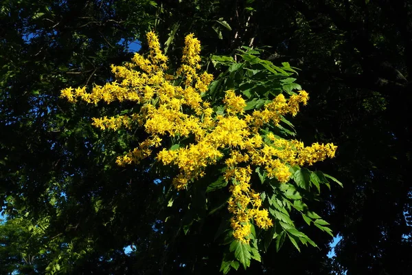 Koelreuteria Paniculata Species Flowering Plant Family Sapindaceae Tree Blooming Yellow — Zdjęcie stockowe