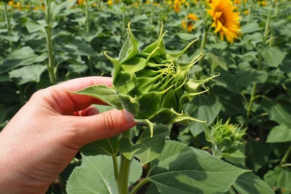 一个女人的手握住并展示一个未张开的向日葵芽 日光兰花是菊科植物中的一个属 一年生向日葵和结节向日葵 农业领域 — 图库照片