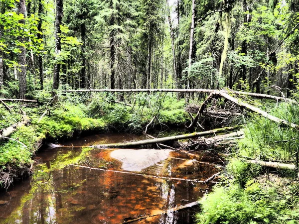 Taiga Biome Κυριαρχείται Από Κωνοφόρα Δάση Picea Spruce Κωνοφόρα Αειθαλή — Φωτογραφία Αρχείου