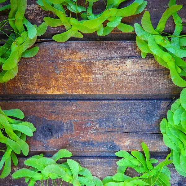 Zielone Nasiona Klonu Wzdłuż Krawędzi Drewnianego Tła Wykonane Poziomych Desek — Zdjęcie stockowe