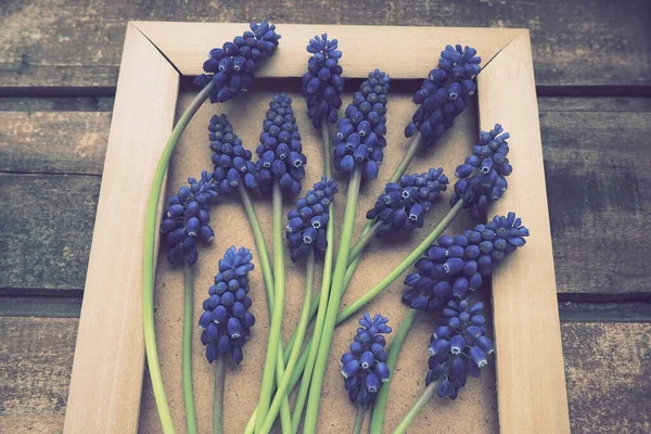 Ahşap çerçevede mavi bahar çiçekleri. Ahşap bir arka planda Muscari Ermeniacum. Parlak kartpostal, tebrikler. Kopyalama uzayı hala düz yaşam alanı. Retro vintage tarzı. Ermeni üzüm sümbülü