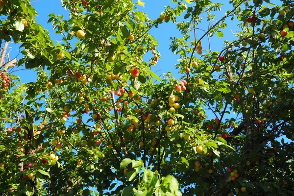 Prunus Cerasifera Species Plum Known Common Names Cherry Plum Myrobalan — Fotografia de Stock