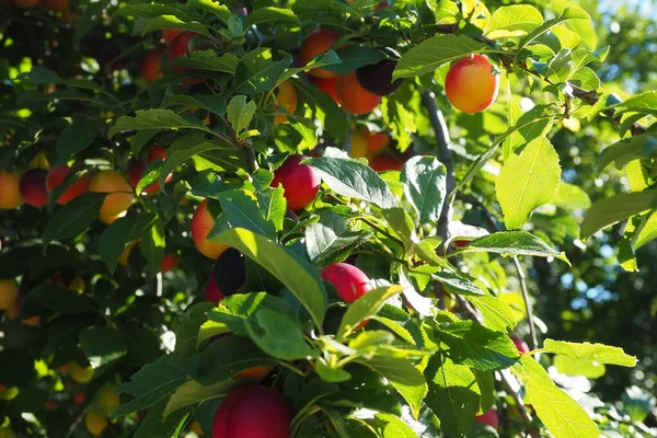 Prunus Cerasifera Species Plum Known Common Names Cherry Plum Myrobalan — Stockfoto