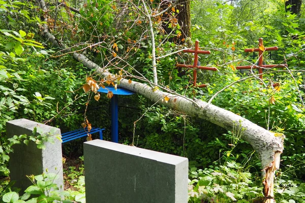 Tree Fell Monument Grave Cemetery Crosses Headstones Cutting Removal Trees — Foto de Stock