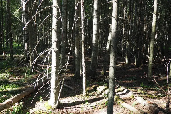 Taiga Biome Dominated Coniferous Forests Picea Spruce Genus Coniferous Evergreen — Foto de Stock