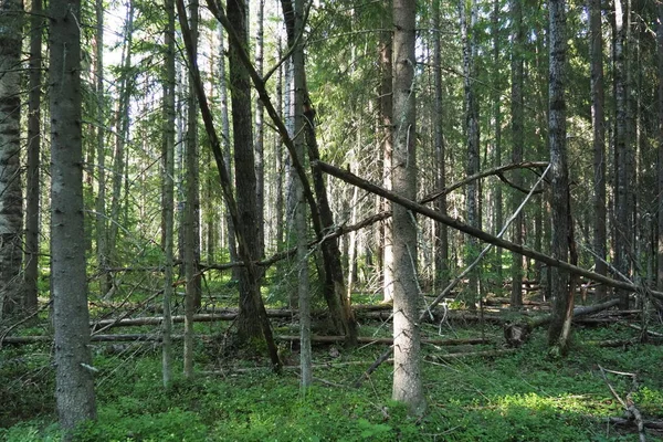 Taiga Biome Dominated Coniferous Forests Picea Spruce Genus Coniferous Evergreen — Stock fotografie