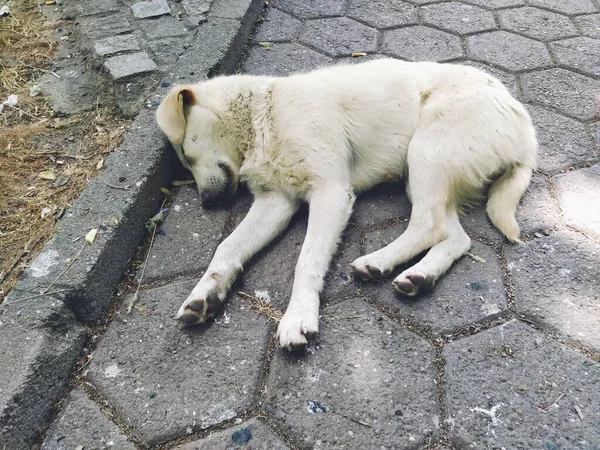 Cão Branco Vadio Dorme Azulejo Rua Animal Estendeu Patas Fechou — Fotografia de Stock