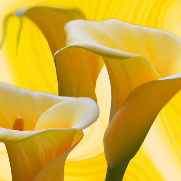 Lovely tender yellow callas with green leaves. Greeting card or label for product with calla lily fragrance. Yellow background. Zantedeschia, calla. Pistil-cob.