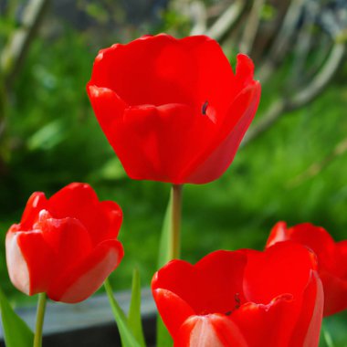 Lale lalesi Liliaceae familyasındaki soğanlı otlar. Laleler, bahçe çiçekleri, tarikatlar ve çeşitleri. Çiçekler narin kırmızımsı kırmızı renkte. Güzel tomurcuklar. Bahçe düzenleme. Çeşitlilik Melezleri