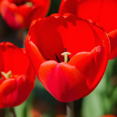 Lale lalesi Liliaceae familyasındaki soğanlı otlar. Laleler, bahçe çiçekleri, tarikatlar ve çeşitleri. Çiçekler narin kırmızımsı kırmızı renkte. Güzel tomurcuklar. Bahçe düzenleme. Çeşitlilik Melezleri