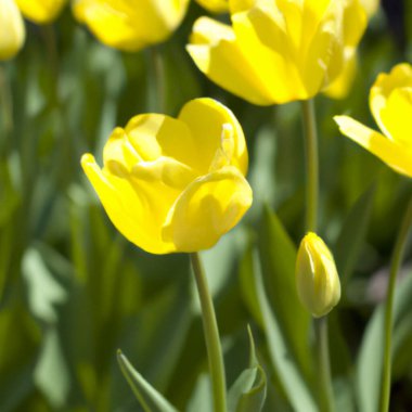 tulip Tulipa, bulbous herbs in the lily family Liliaceae. Tulips, garden flowers, cultivars and varieties have been developed. Flowers delicate pink yellow. Beautiful buds. Landscaping, flowerbed
