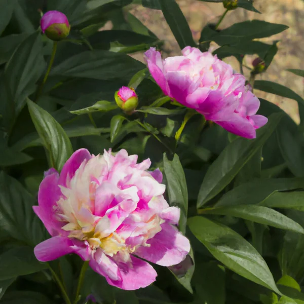 Beautiful pink peony flowers close up. Peony is a genus of herbaceous perennials and deciduous shrubs, tree-like peonies. Peony family Paeoniaceae, previously was assigned to Ranunculaceae family.