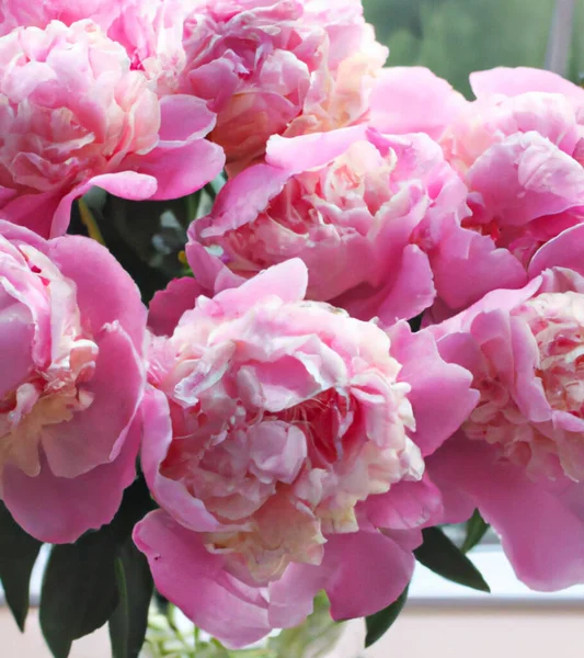 Beautiful Pink Peony Flowers Close Peony Genus Herbaceous Perennials Deciduous — Stock Photo, Image