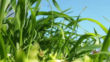 Genç sulu yeşil çimenler sabah güneşinin ışınlarında mavi gökyüzüne karşı. Sırbistan 'da bahar. Güneşli Mart. Güçlü bir rüzgar çayırdaki çimleri yoğun bir şekilde sallıyor. Çimlere yakın, alanın sığ derinliği.