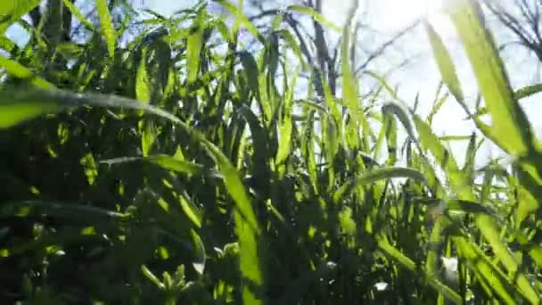 Молодая Сочная Зеленая Трава Лучах Утреннего Солнца Против Голубого Неба — стоковое видео