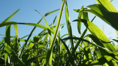 Genç sulu yeşil çimenler sabah güneşinin ışınlarında mavi gökyüzüne karşı. Sırbistan 'da bahar. Güneşli Mart. Güçlü bir rüzgar çayırdaki çimleri yoğun bir şekilde sallıyor. Çimlere yakın, alanın sığ derinliği.